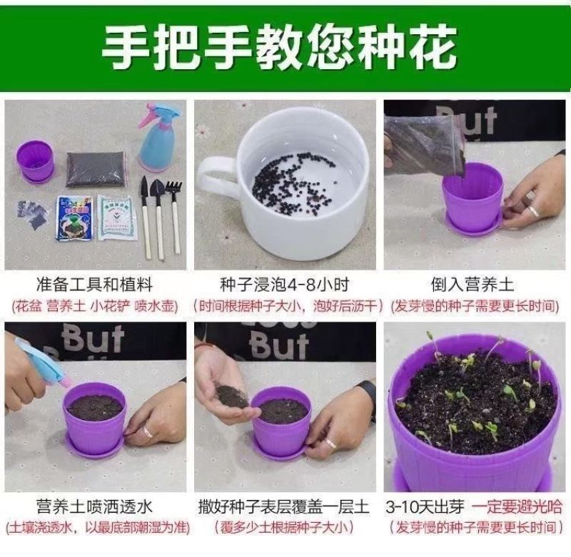 白晶菊花种子四季开花易活花种籽子庭院室外花籽阳台盆栽耐寒