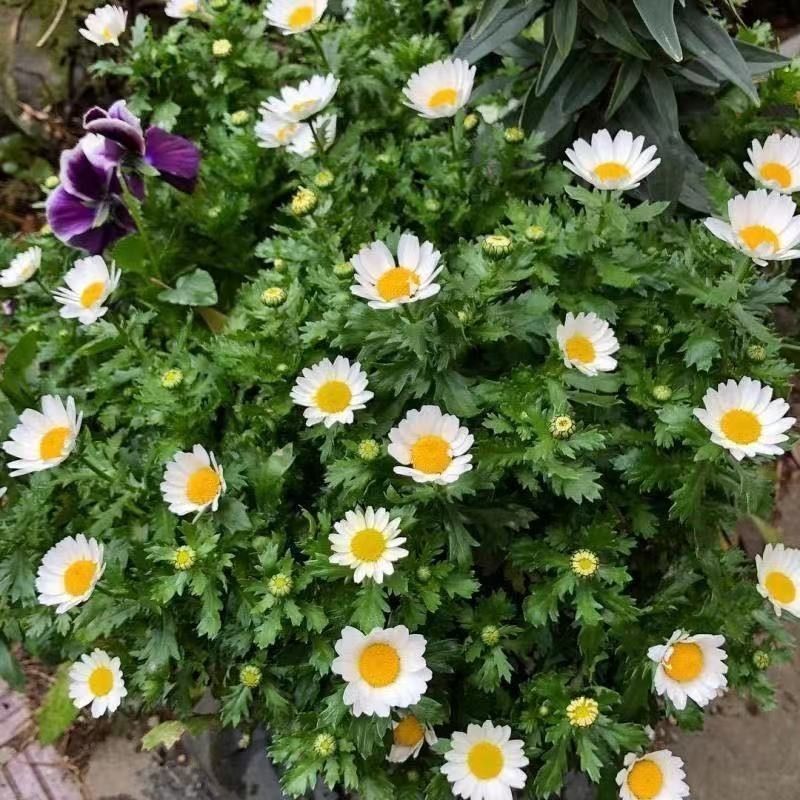 白晶菊花种子四季开花易活花种籽子庭院室外花籽阳台盆栽耐寒