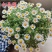 白晶菊花种子四季开花易活花种籽子庭院室外花籽阳台盆栽耐寒