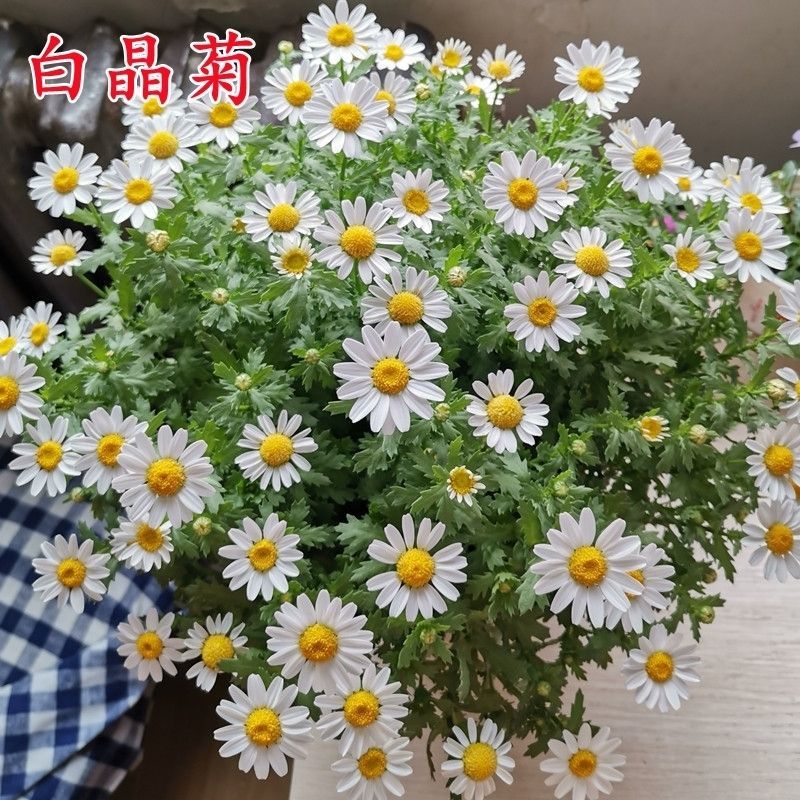 白晶菊花种子四季开花易活花种籽子庭院室外花籽阳台盆栽耐寒