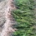 基地直销夏禹林曼地亚红豆杉小苗裸根苗根系发达易养护
