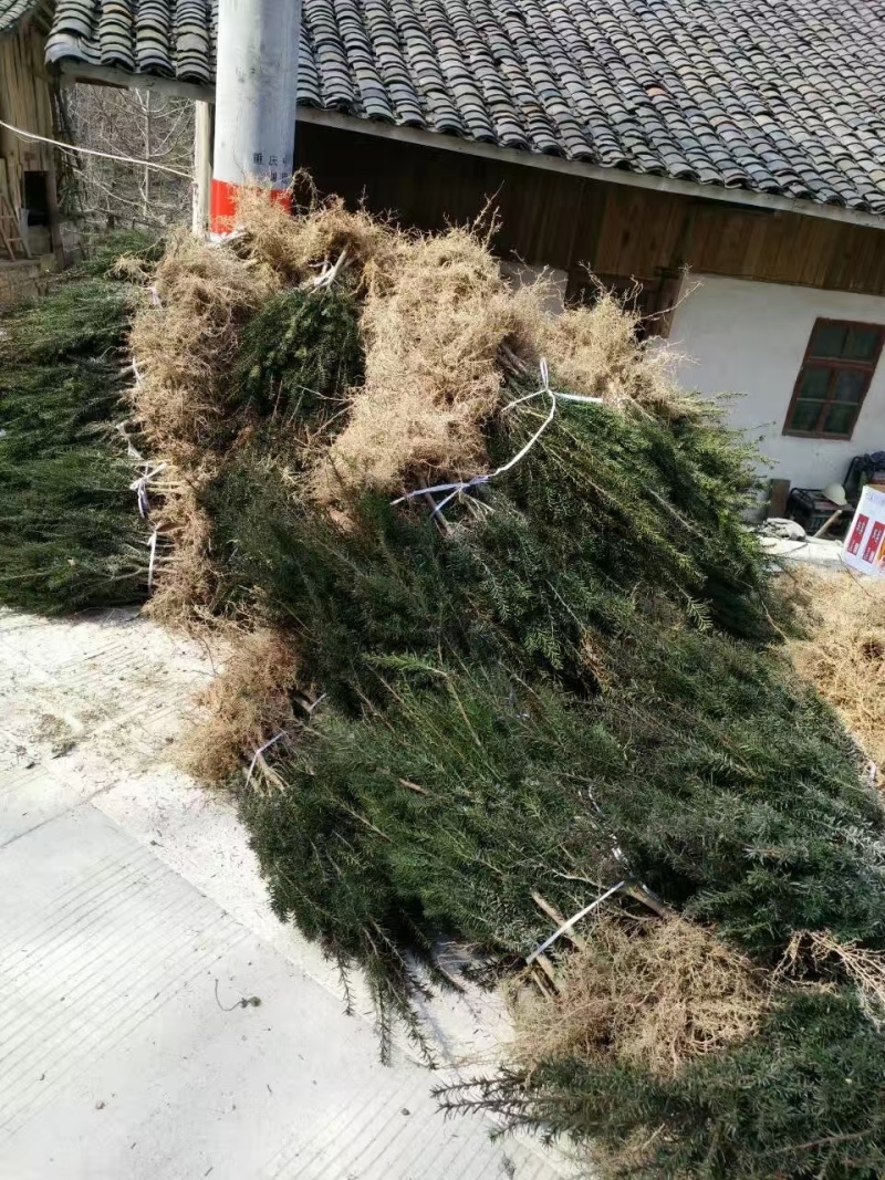 基地直销夏禹林曼地亚红豆杉小苗裸根苗根系发达易养护