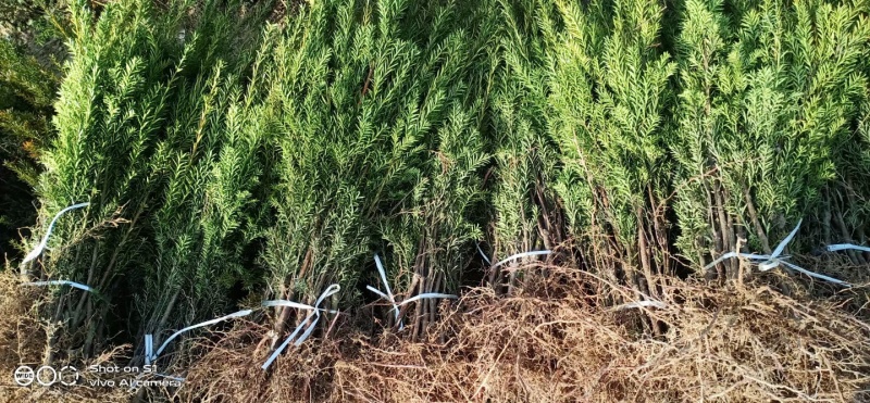 基地直销夏禹林曼地亚红豆杉小苗裸根苗根系发达易养护