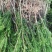 基地直销夏禹林曼地亚红豆杉小苗裸根苗根系发达易养护