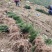 基地直销夏禹林曼地亚红豆杉小苗裸根苗根系发达易养护