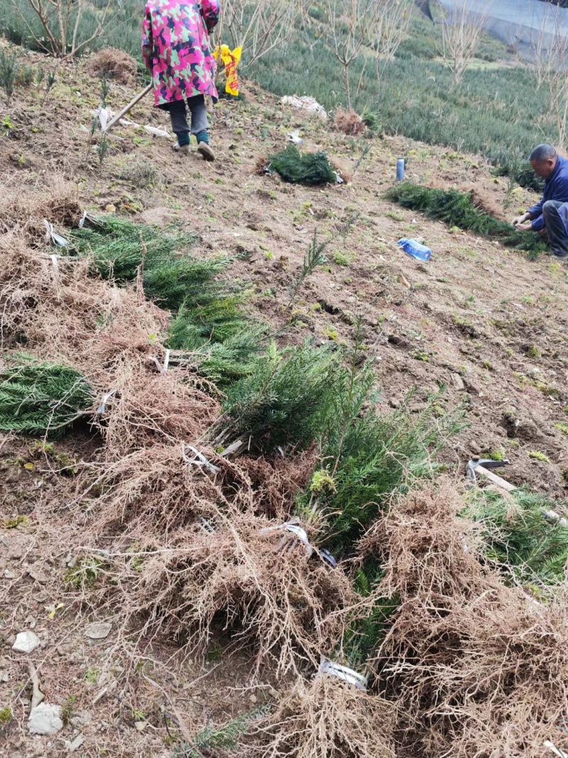 基地直销夏禹林曼地亚红豆杉小苗裸根苗根系发达易养护