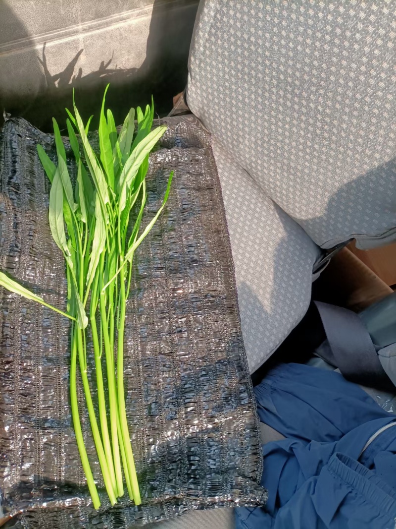 竹叶空心菜种子