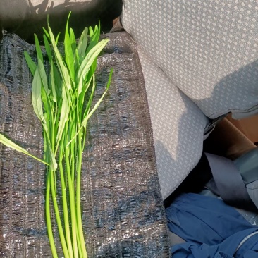 竹叶空心菜种子