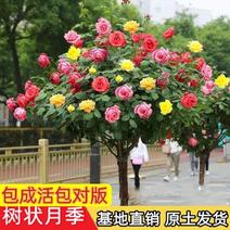 棒棒糖月季嫁接月季花花卉玫瑰阳台庭院树桩特大盆栽植物四季