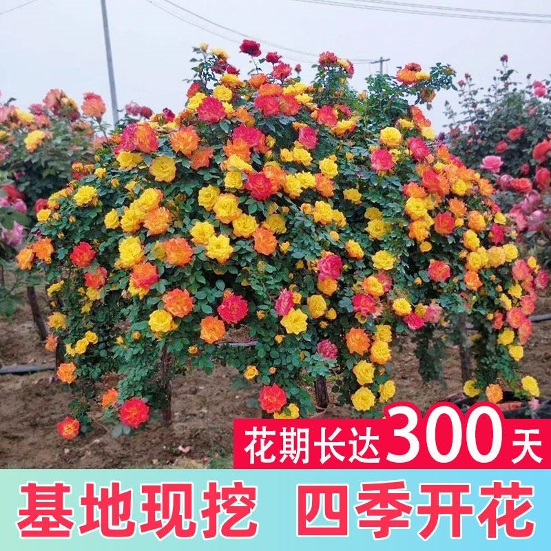 棒棒糖月季嫁接月季花花卉玫瑰阳台庭院树桩特大盆栽植物四季