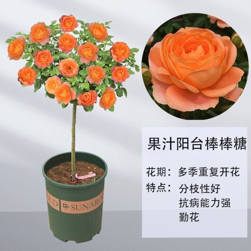 棒棒糖月季嫁接月季花花卉玫瑰阳台庭院树桩特大盆栽植物四季