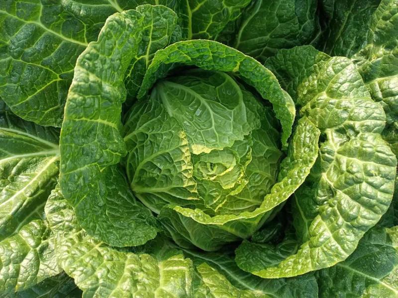 优质圆包菜甘蓝菜品种齐全产地一手货源超市饭店品质量大价低