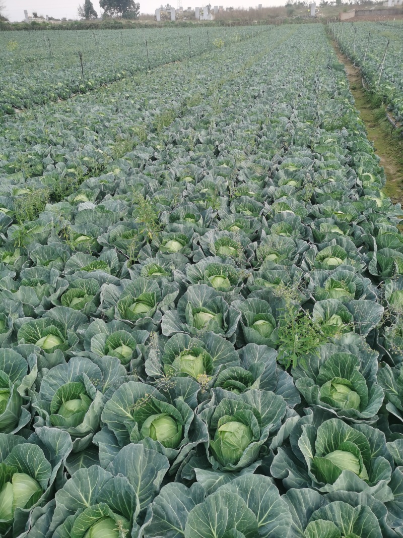 优质圆包菜甘蓝菜品种齐全产地一手货源超市饭店品质量大价低