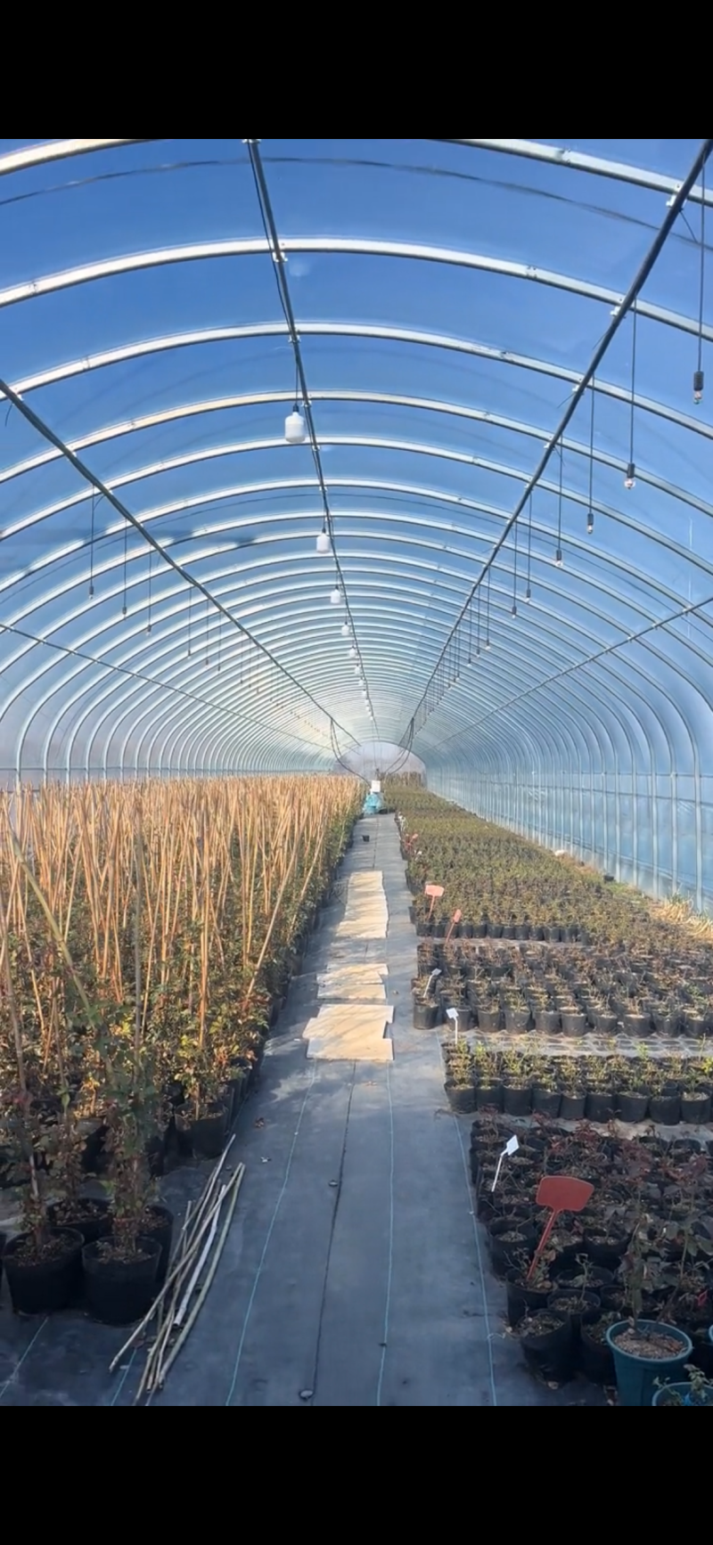 温室大棚蔬菜种植大棚花卉大棚全国发货包建