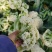 白面青梗菜花小米粒松花菜，货源充足，保质保量，欢迎来电