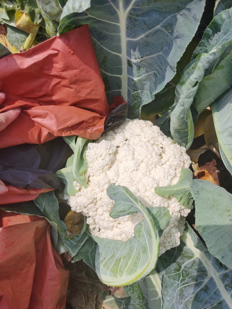 白面青梗菜花小米粒松花菜，货源充足，保质保量，欢迎来电