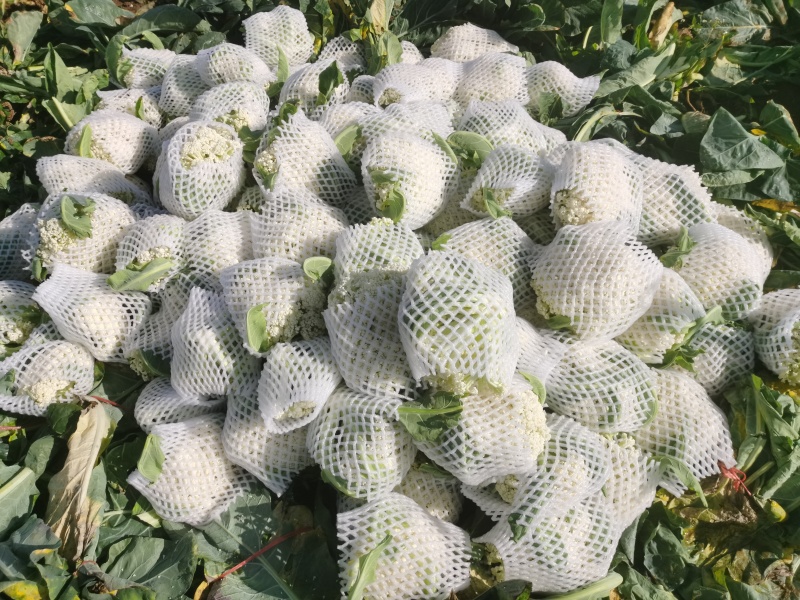 白面青梗菜花小米粒松花菜，货源充足，保质保量，欢迎来电