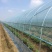 全套蔬菜种植大棚钢管型号齐全尺寸随意定制全国发货