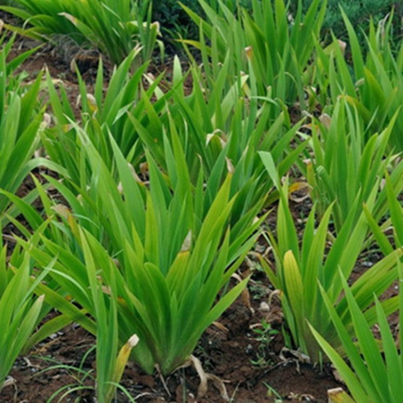 万盛花木常年供应宿根草本植物鸢尾蝴蝶兰