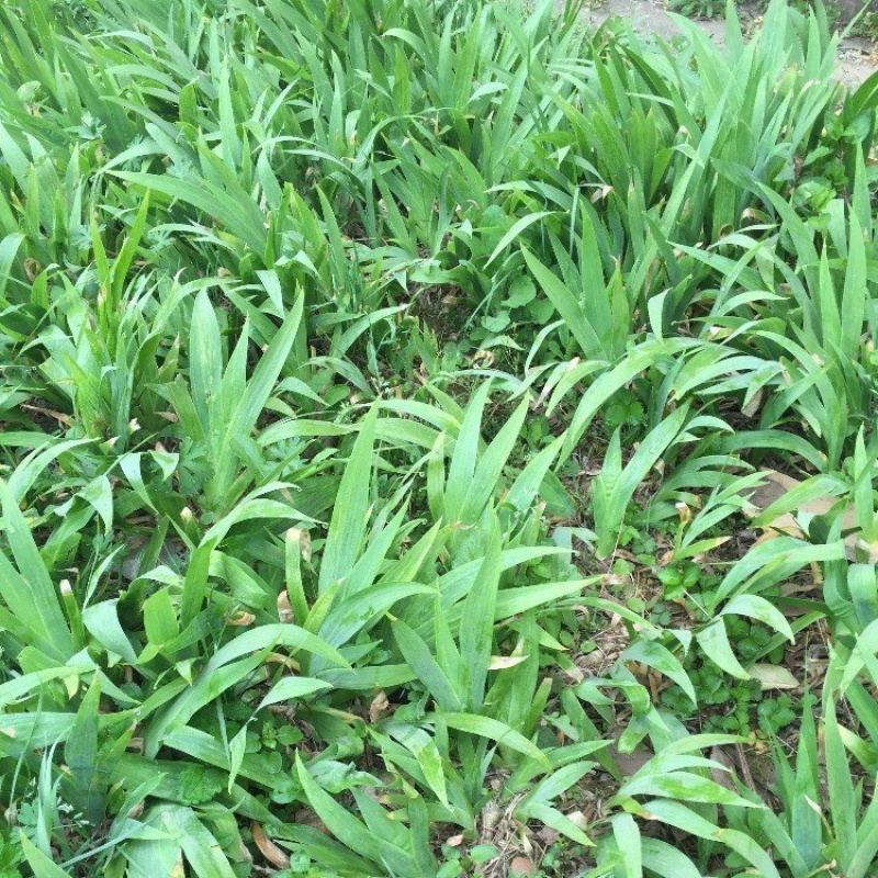 万盛花木常年供应宿根草本植物鸢尾蝴蝶兰