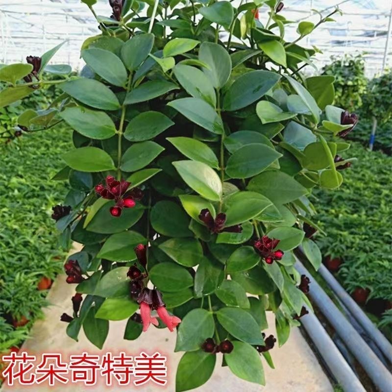 口红吊兰花盆带花垂吊吸甲醛盆栽花卉植物室内阳台花喜阴四季