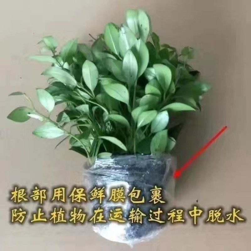 口红吊兰花盆带花垂吊吸甲醛盆栽花卉植物室内阳台花喜阴四季