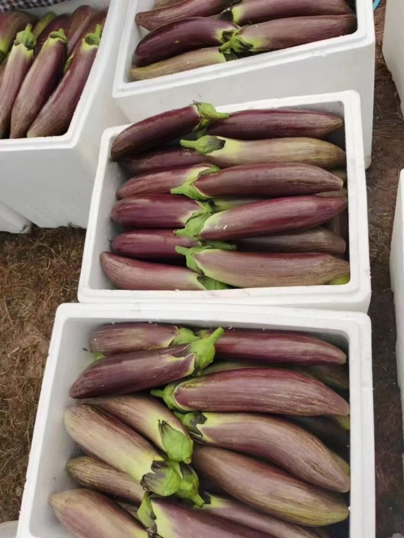 云南冰川茄子
