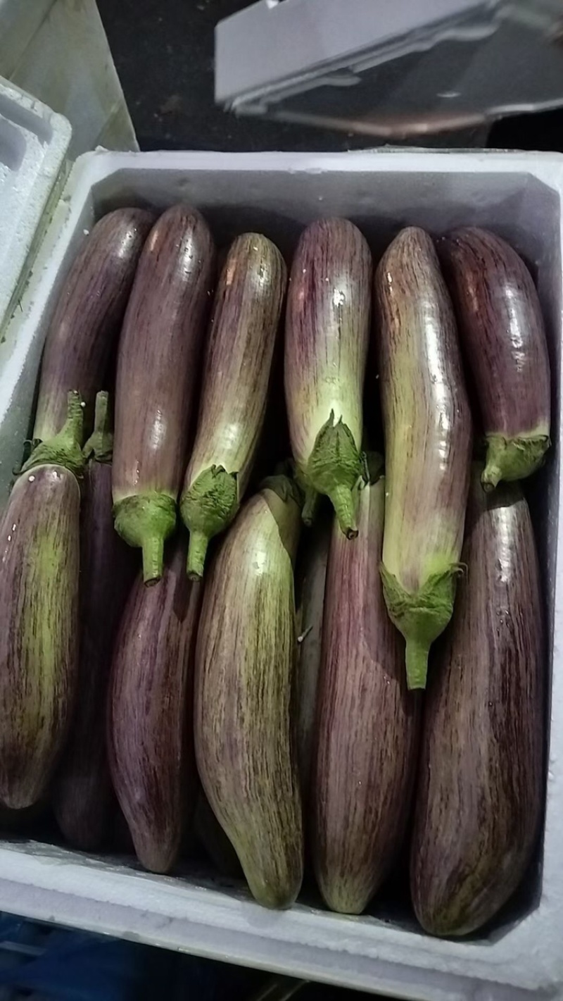 云南冰川茄子