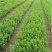 万盛花木常年供应海桐苗圃绿化工程苗四季常青围墙绿篱苗木