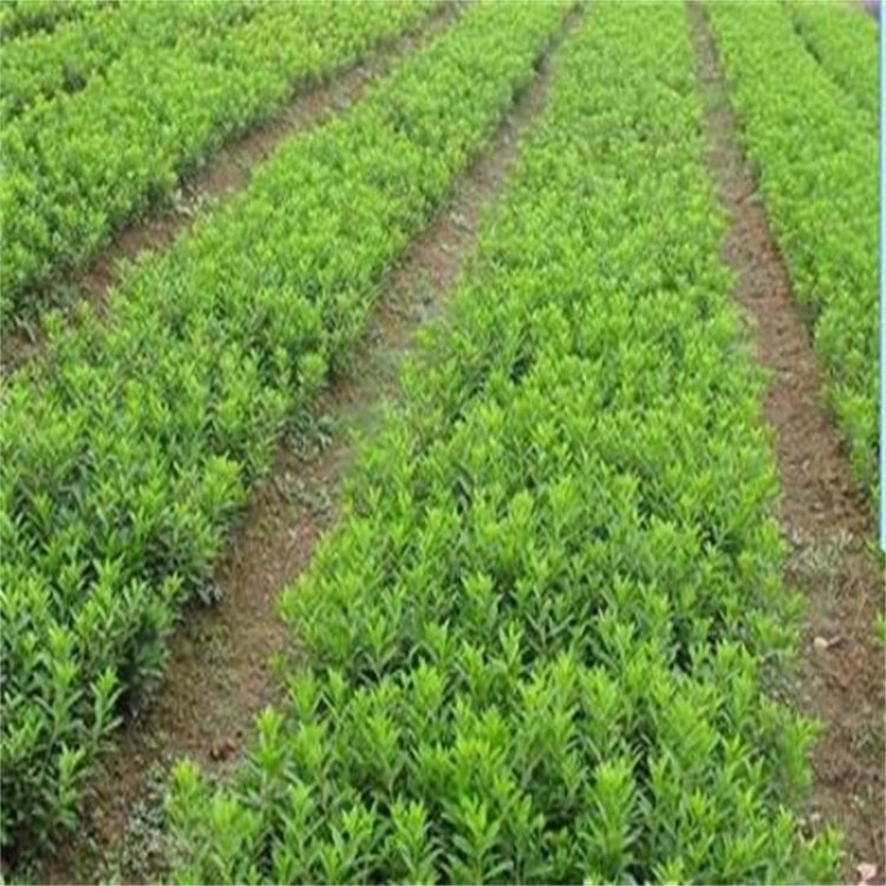 万盛花木常年供应海桐苗圃绿化工程苗四季常青围墙绿篱苗木