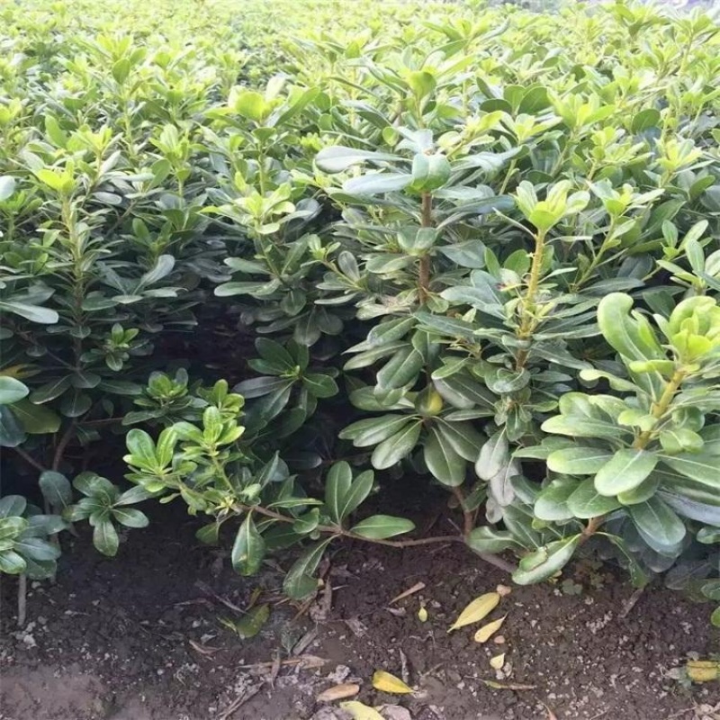 万盛花木常年供应海桐苗圃绿化工程苗四季常青围墙绿篱苗木