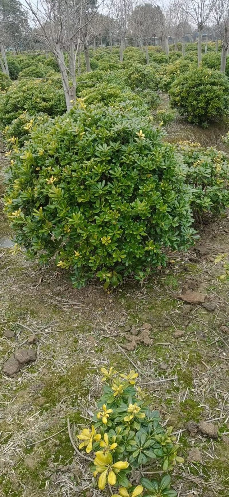 万盛花木常年供应海桐苗圃绿化工程苗四季常青围墙绿篱苗木