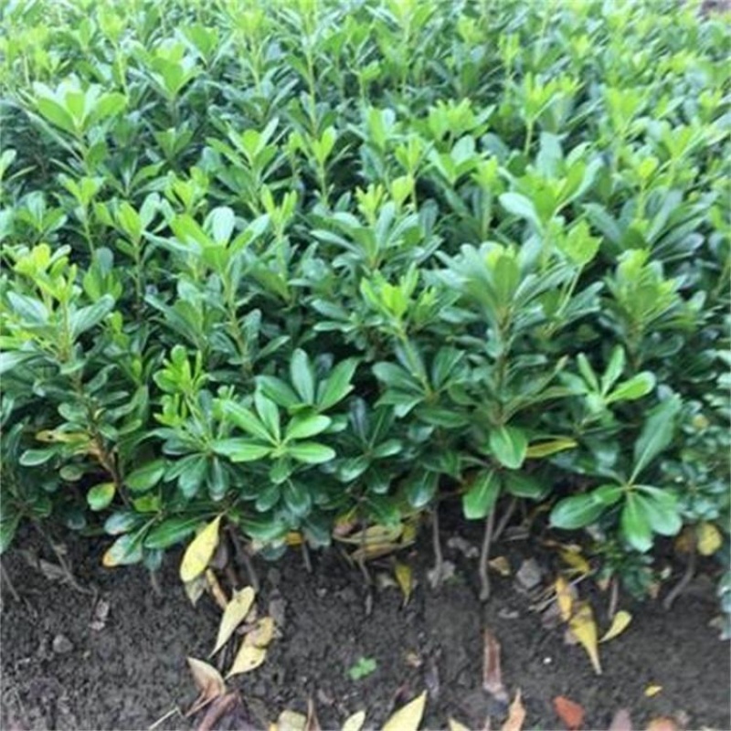 万盛花木常年供应海桐苗圃绿化工程苗四季常青围墙绿篱苗木