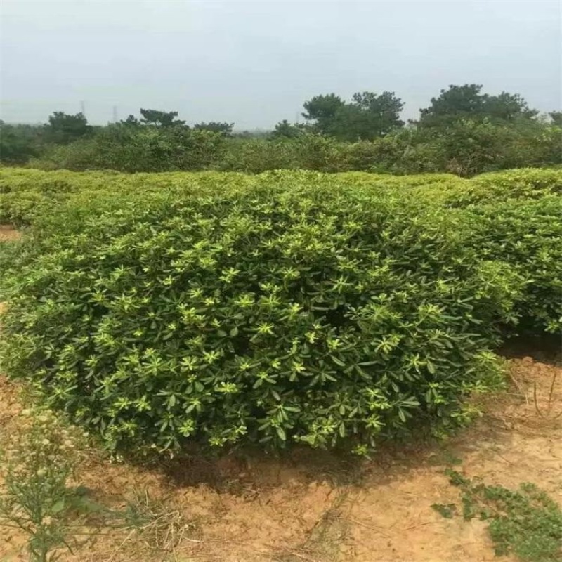 万盛花木常年供应海桐苗圃绿化工程苗四季常青围墙绿篱苗木