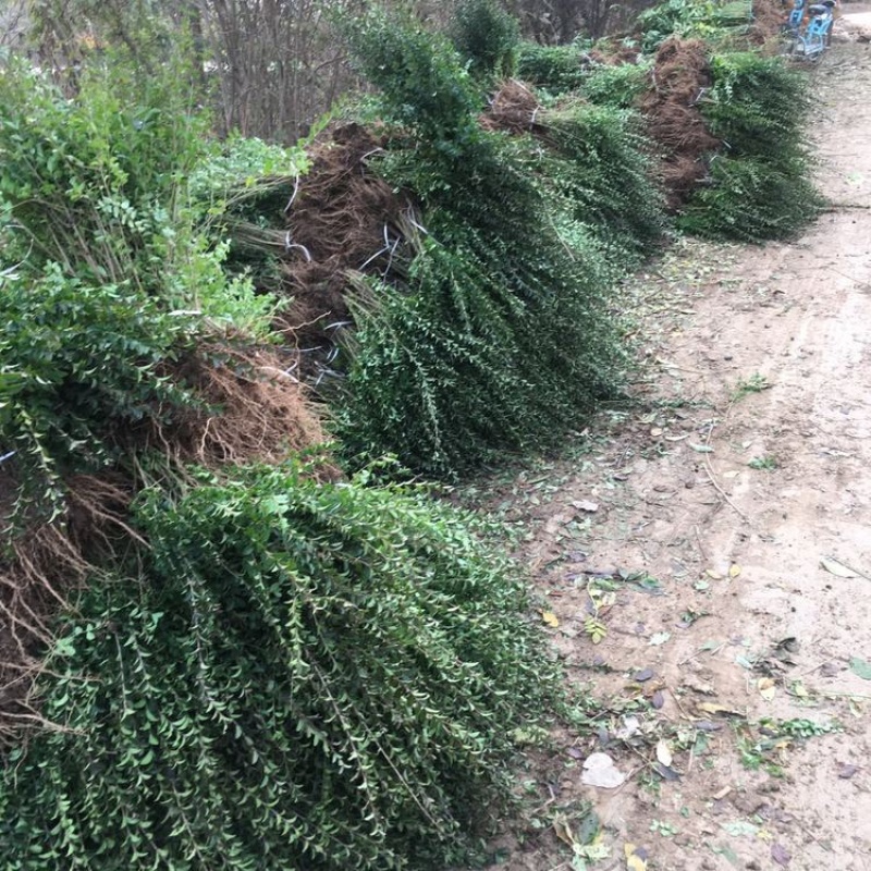 小叶女贞地栽苗修建种植易成活苗圃供应