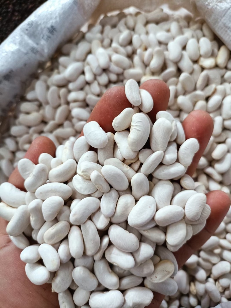 小白豆