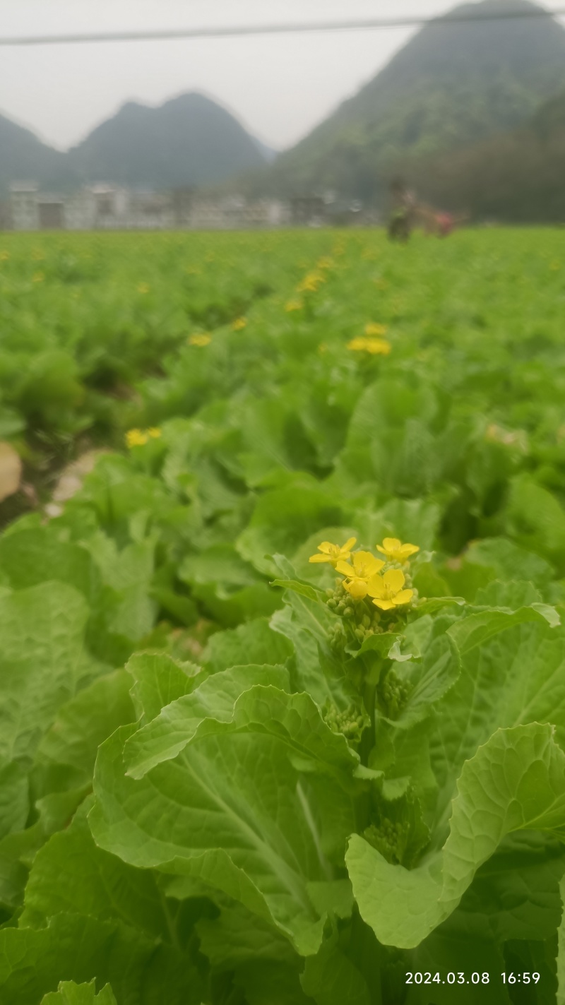 柳州万亩基地直供大白菜苔日供数万斤需要的老板请联系