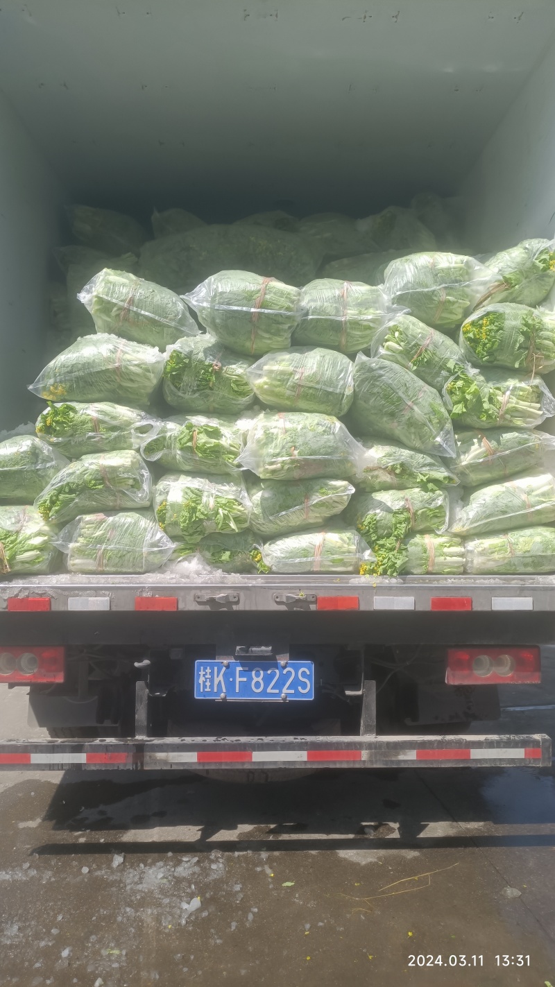 柳州万亩基地直供大白菜苔日供数万斤需要的老板请联系