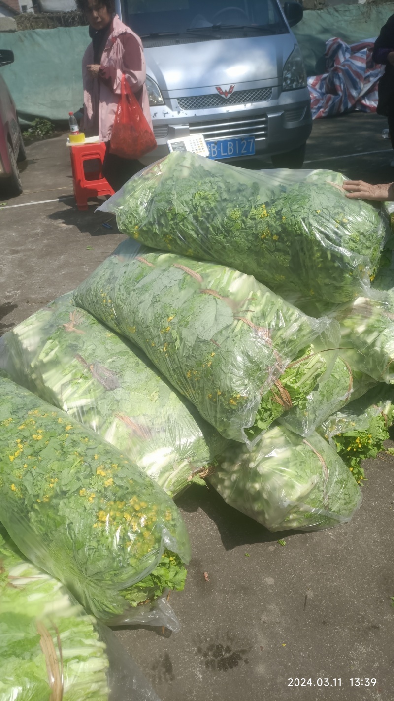 柳州万亩基地直供大白菜苔日供数万斤需要的老板请联系