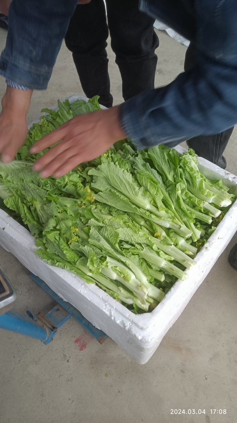 柳州万亩基地直供大白菜苔日供数万斤需要的老板请联系