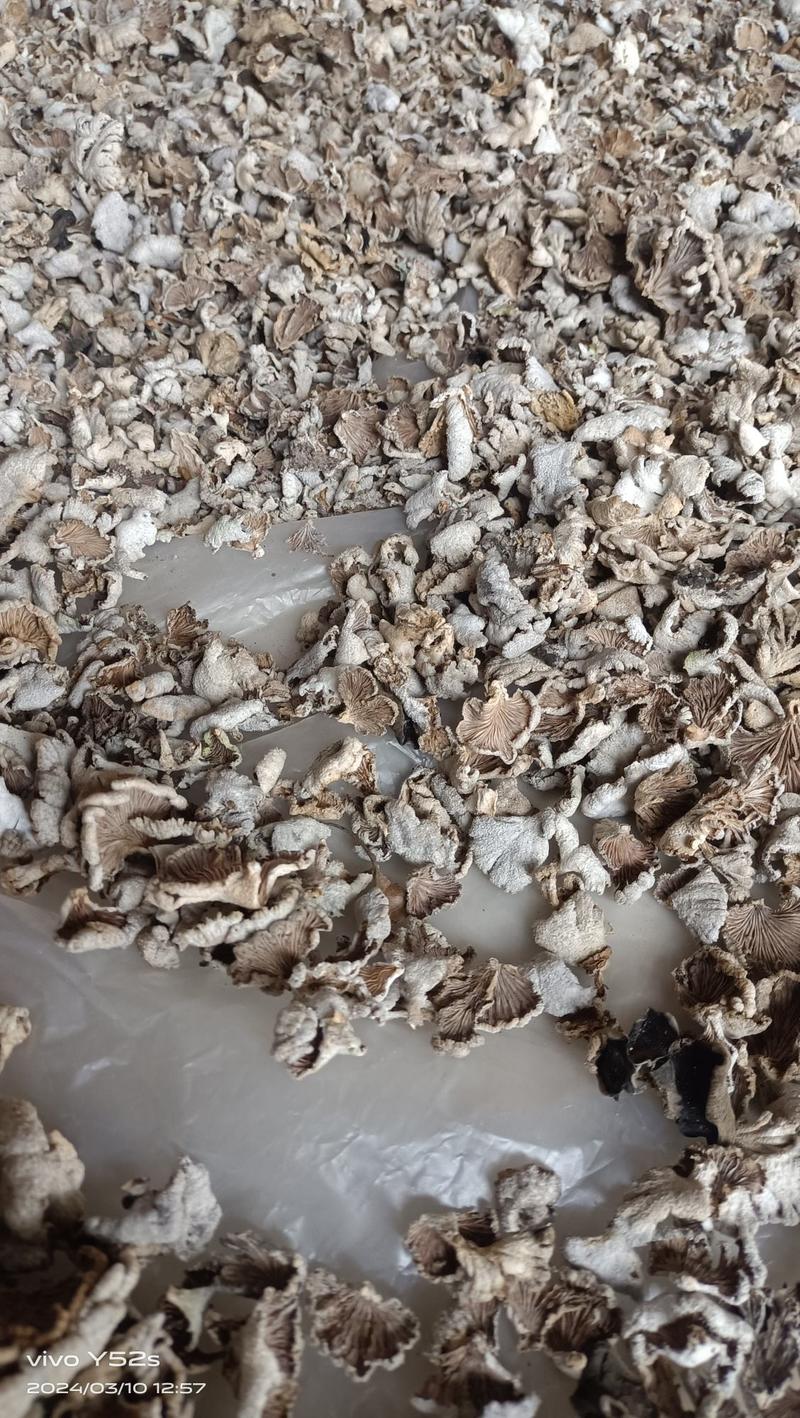 白参菌白参菇野生正品
