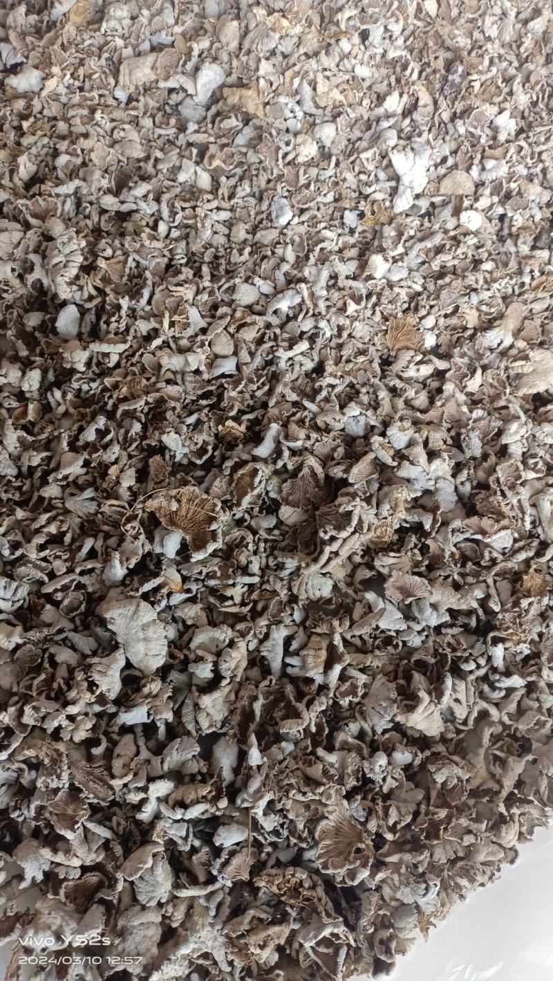 白参菌白参菇野生正品
