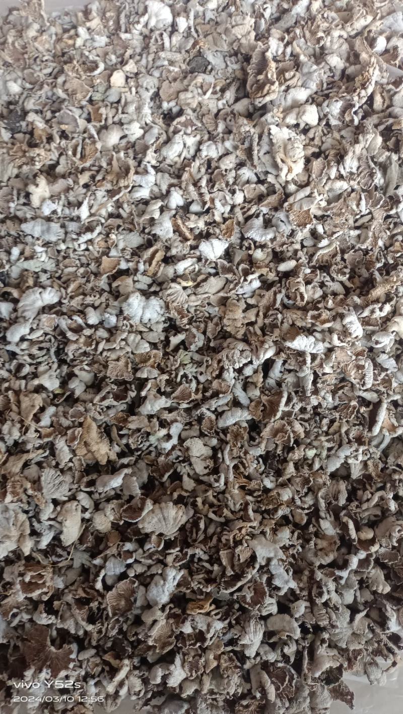 白参菌白参菇野生正品