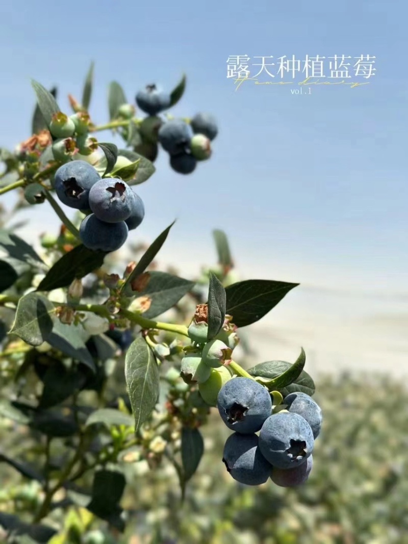 云南精品蓝莓产地直发品种齐全价格实惠欢迎大家咨询实力代办