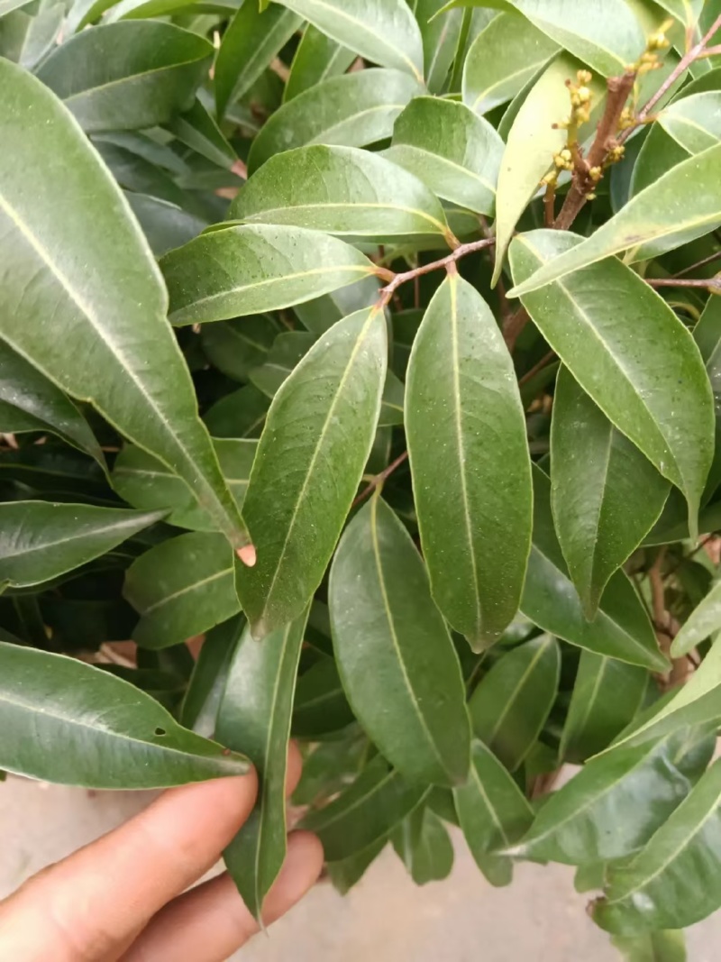 荔枝树苗，妃子笑，糯米糍，桂味，仙进奉冰荔荔枝王直生苗