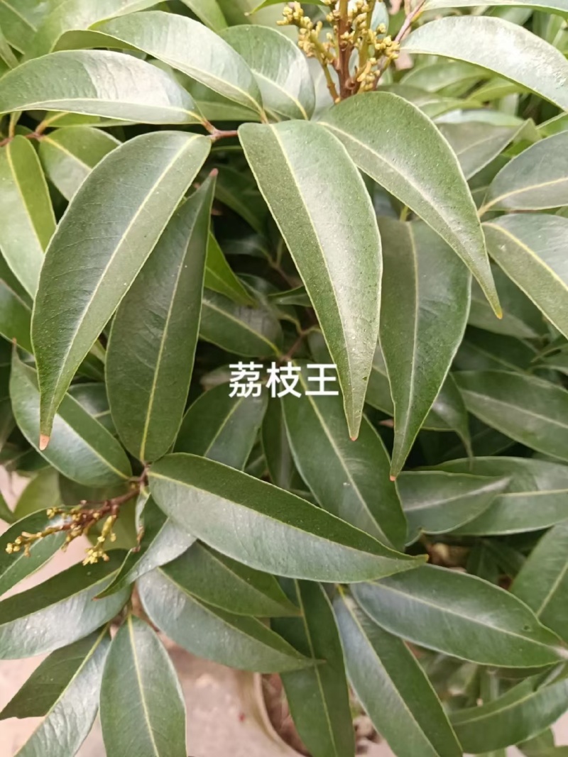 荔枝树苗，妃子笑，糯米糍，桂味，仙进奉冰荔荔枝王直生苗