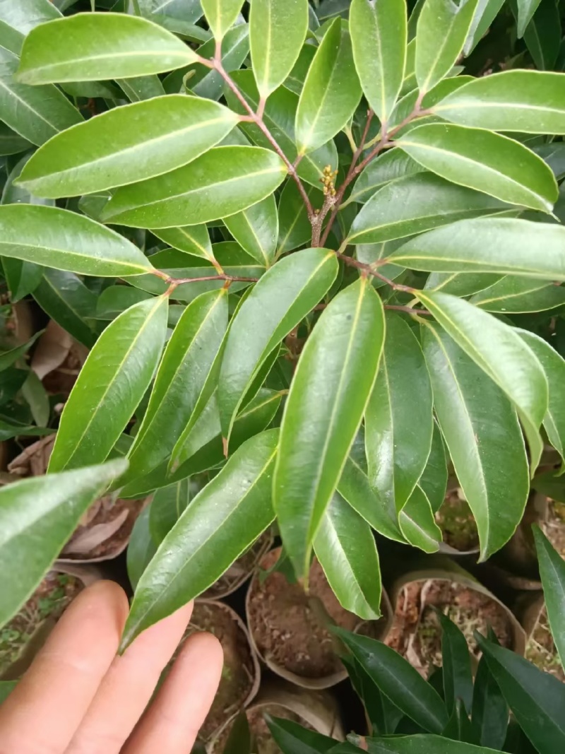 荔枝树苗，妃子笑，糯米糍，桂味，仙进奉冰荔荔枝王直生苗