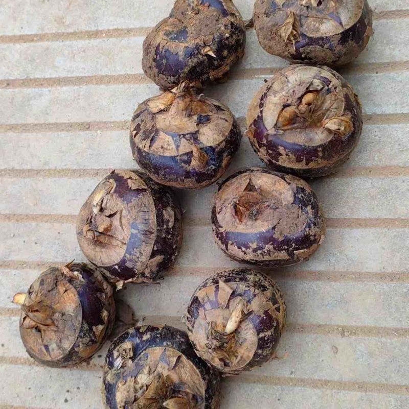 广西贺州马蹄大量上市价格便宜欢迎有需要的老板联系