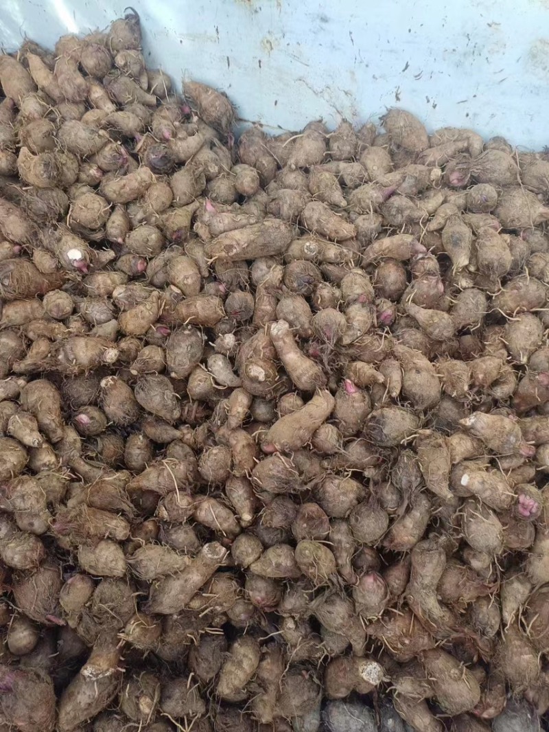 红嘴芋头大量上市中