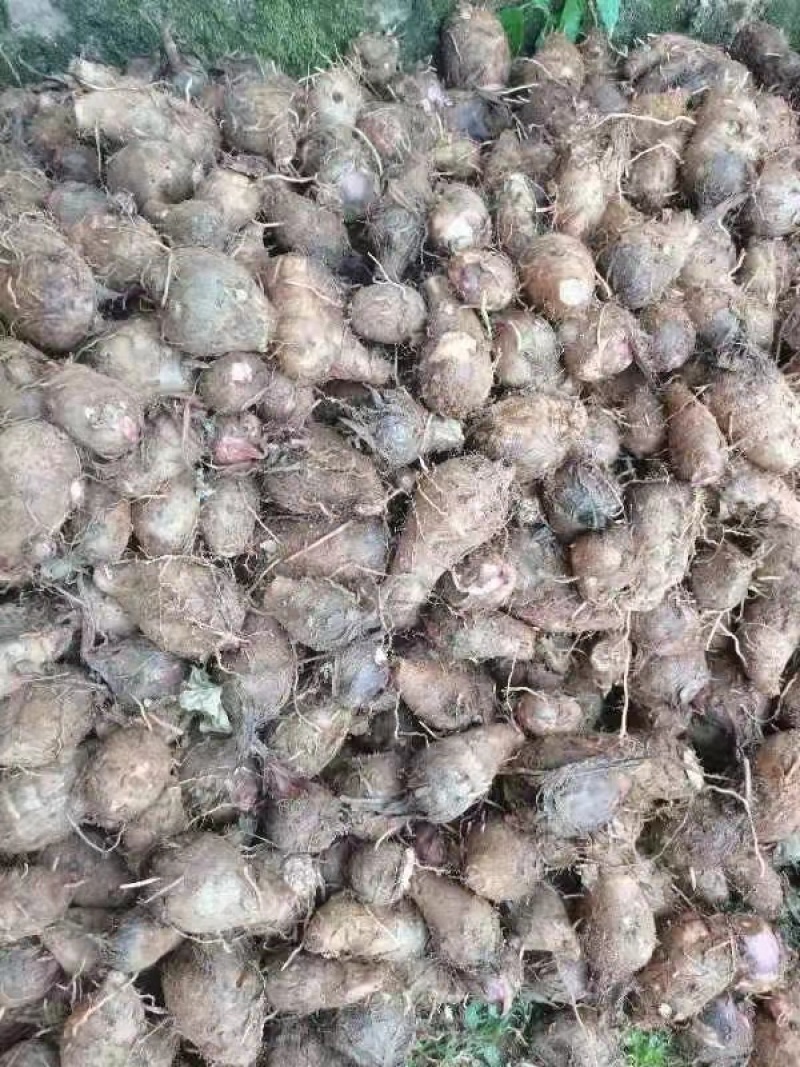 红嘴芋头大量上市中